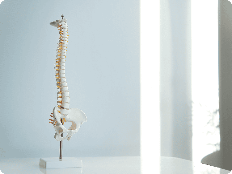 Spine